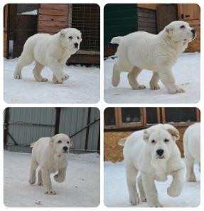 ��������������� ������� (������) ������.