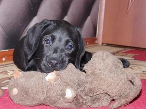 ����� ���������