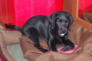 ����� ���������