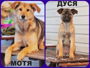 Мотя и Дуся ищут ответственные руки