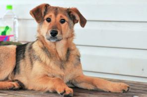 Мотя и Дуся ищут ответственные руки