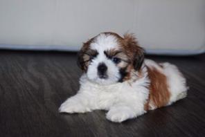 ��������� ����� ��-���, �������� "Feel of Pride"