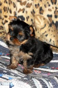 Йоркширский терьер, щенки. СПб.