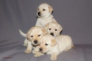 Красивые щенки лабрадора