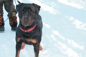 ������ - ������� ������������� ������ ���������!