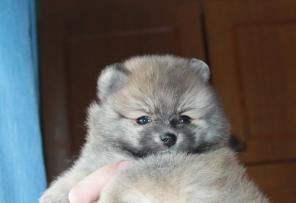 Щенок мальчишка-шпиц