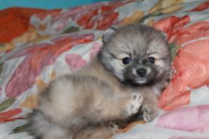 Щенок мальчишка-шпиц