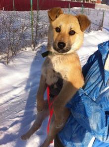 ��������� �����, ������� �������, ���� �����