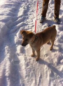 ��������� �����, ������� �������, ���� �����