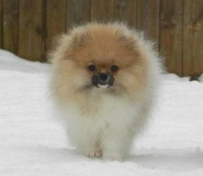 Щенки шпица, мальчики, патиколорного окраса