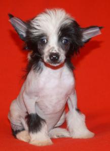 ������������� ������� ��������� ��������