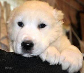 Щенки Среднеазиатской овчарки от питомника РКФ