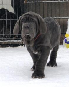 ����� ������� ����������