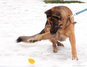 Породный кобель овчарки ищет дом и хозяина