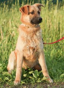 Собака в дар - золотистый красавец Макар