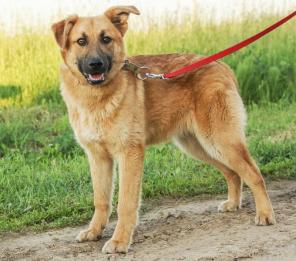 Собака в дар - золотистый красавец Макар