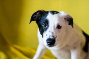 ������ ���� ���������� ������