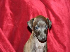 ����� ��������