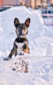 Щенок Тёма в добрые руки, 2 месяца