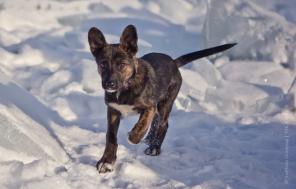 Щенок Тёма в добрые руки, 2 месяца