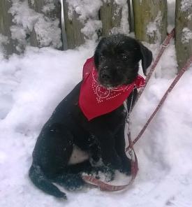 Метисы миттельшнуцера Джой и Рэй ищут дом