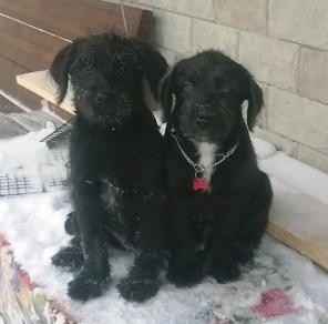 Метисы миттельшнуцера Джой и Рэй ищут дом