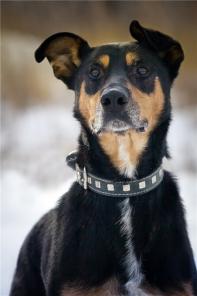 Торрес, молодой метис добермана в дар