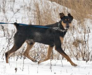 Торрес, молодой метис добермана в дар