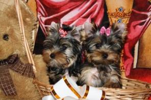 ����������� ������-������� �� �������