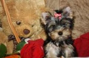 ����������� ������-������� �� �������