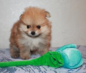 ����� ��������� �����