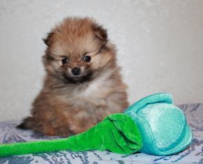 ����� ��������� �����