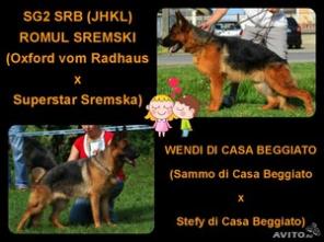 Щенки немецкой овчарки от Импортных родителей