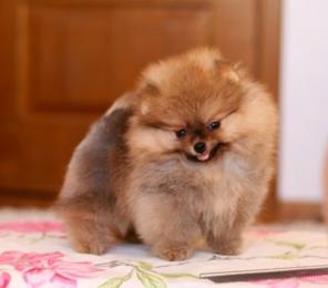 Продажа в питомнике щенят шпица