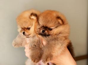 Продажа в питомнике щенят шпица