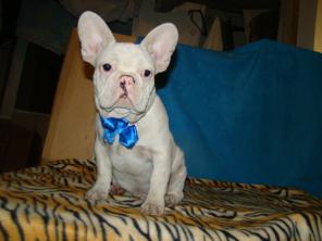 французский бульдог белоснежный мальчик Кристофер