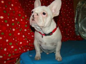 французский бульдог белоснежный мальчик Кристофер