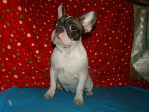 французский бульдог бело-палевая девочка Клеопатра