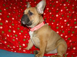 французский бульдог красная девочка Тифани