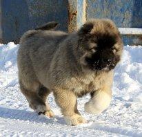 ������ ������ ���������� �������