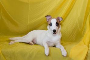 ����� ���� ������� ������