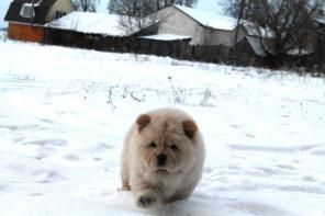 ����� ��� ���