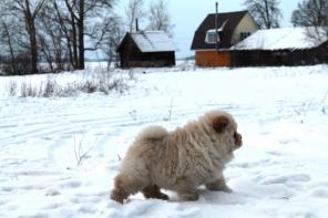 ����� ��� ���