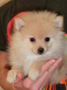 �����  ��������� ������������ ����� ���� �������