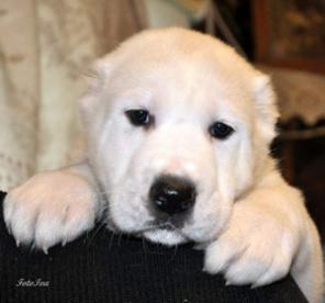 Алабая красивые щенки