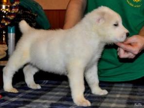 Алабая красивые щенки