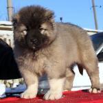 Продаю щенков кавказской овчарки