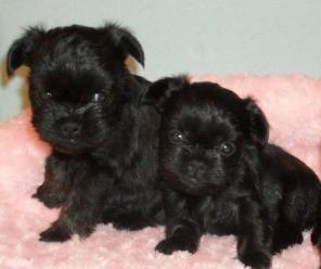 ������ ������ ������������