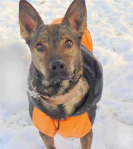 Пёс на удачу! И хороший характер в придачу!