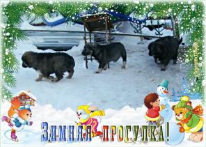 Щеночки - карапузики хотят домой.